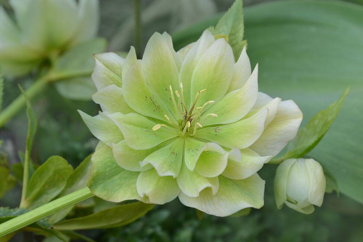 オシャレな庭になる多年草10選 ガーデニング初心者におすすめ 日陰でも育つ品種も紹介 22年2月19日 エキサイトニュース 3 4 オシャレな庭になる多年草10選 ガーデニング初心者におすすめ 日陰でも育つ品種も紹介 22年2月19日 エキサイトニュース 3 4