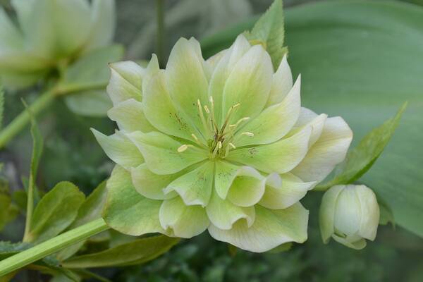 オシャレな庭になる多年草10選 ガーデニング初心者におすすめ 日陰でも育つ品種も紹介 22年2月19日 エキサイトニュース