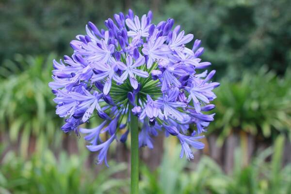 オシャレな庭になる多年草10選 ガーデニング初心者におすすめ 日陰でも育つ品種も紹介 22年2月19日 エキサイトニュース