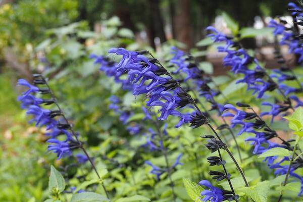 オシャレな庭になる多年草10選 ガーデニング初心者におすすめ 日陰でも育つ品種も紹介 22年2月19日 エキサイトニュース