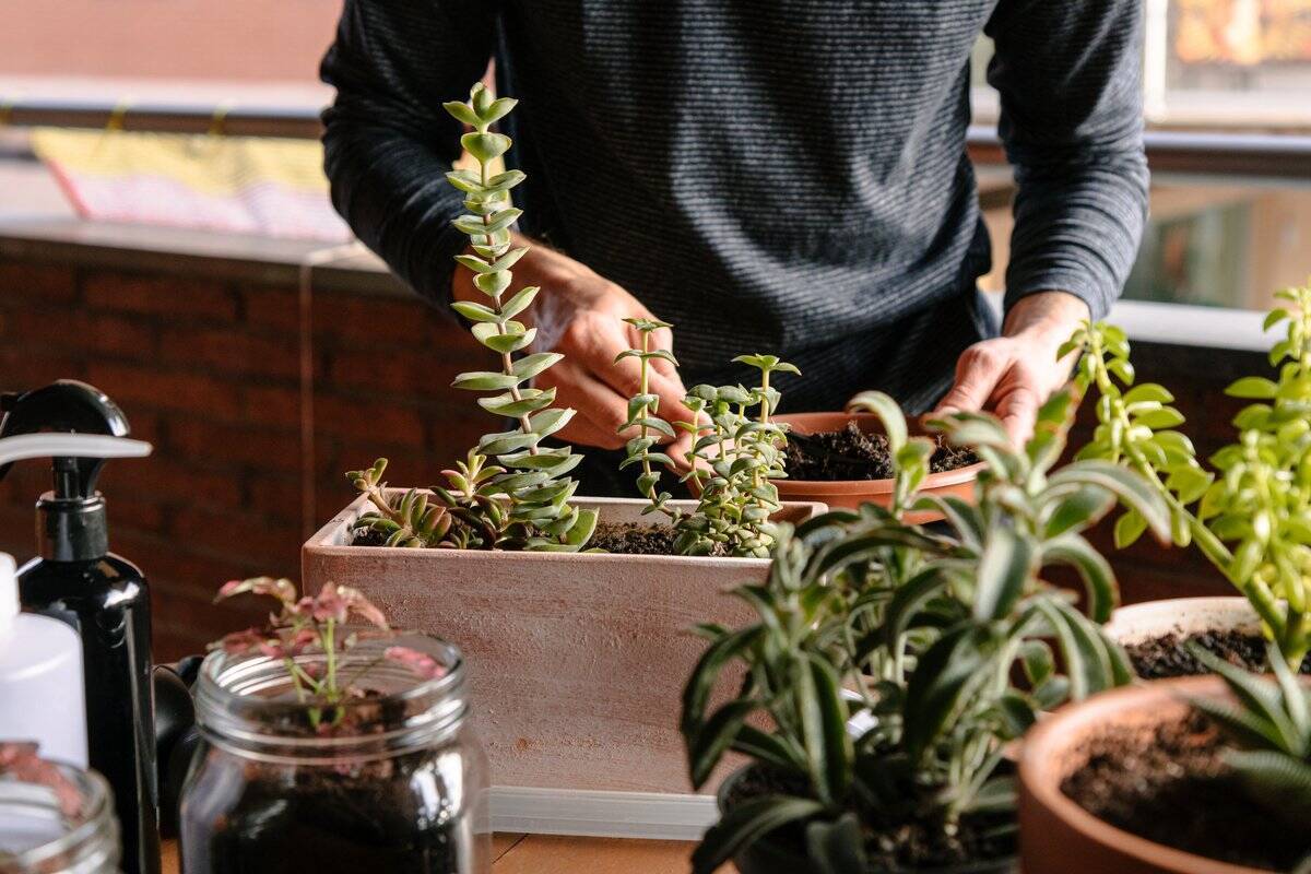 多肉植物の増やし方 葉挿し 挿し木 株分けの方法を紹介 初心者もチャレンジしやすい 22年3月24日 エキサイトニュース