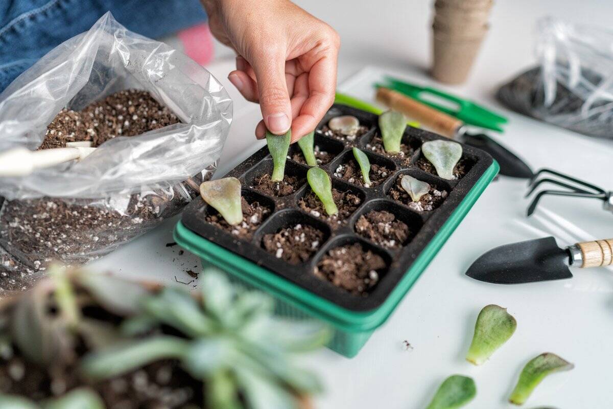 多肉植物の増やし方 葉挿し 挿し木 株分けの方法を紹介 初心者もチャレンジしやすい 22年3月24日 エキサイトニュース