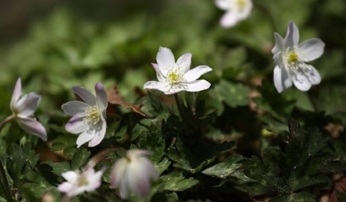 【ガーデニング】春に花が咲くオススメの山野草10種類！可憐で清楚な花がカワイイ