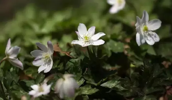 「【ガーデニング】春に花が咲くオススメの山野草10種類！可憐で清楚な花がカワイイ」の画像
