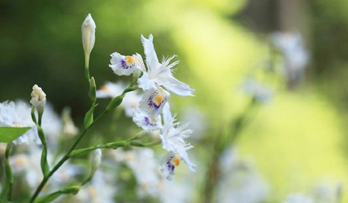 【ガーデニング】春に花が咲くオススメの山野草10種類！可憐で清楚な花がカワイイ