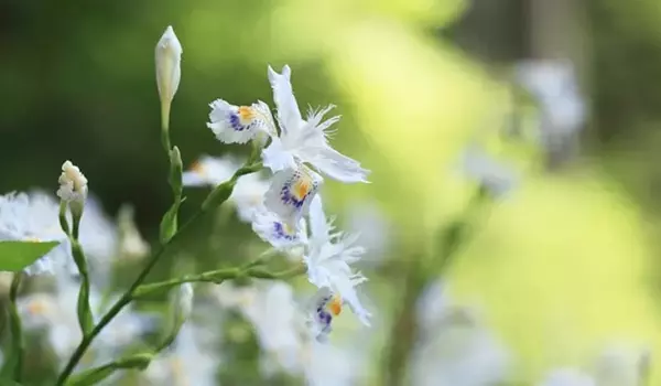 「【ガーデニング】春に花が咲くオススメの山野草10種類！可憐で清楚な花がカワイイ」の画像