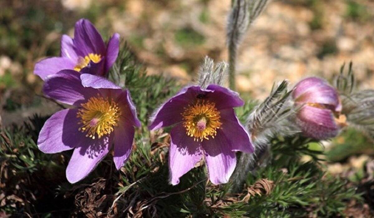 【ガーデニング】春に花が咲くオススメの山野草10種類！可憐で清楚な花がカワイイ