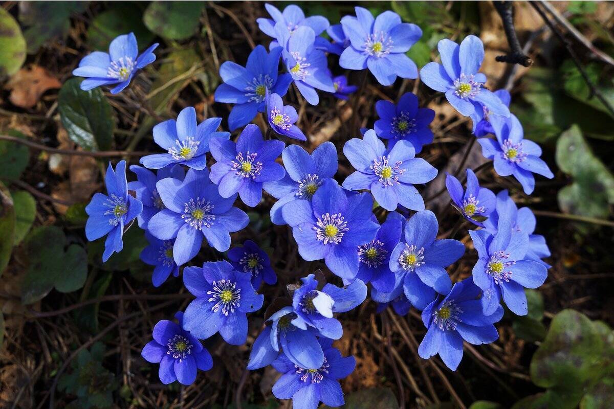 【ガーデニング】春に花が咲くオススメの山野草10種類！可憐で清楚な花がカワイイ