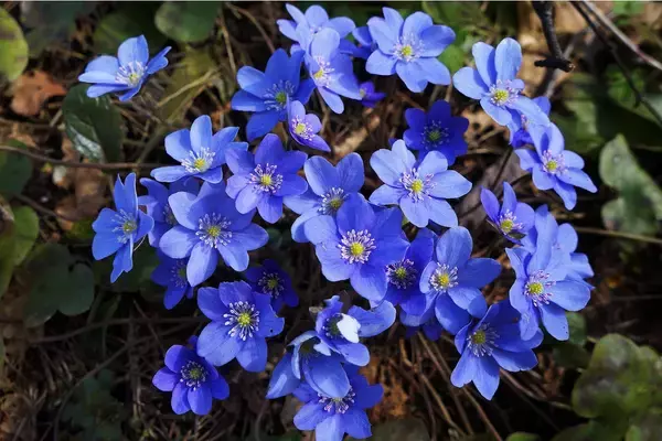 「【ガーデニング】春に花が咲くオススメの山野草10種類！可憐で清楚な花がカワイイ」の画像