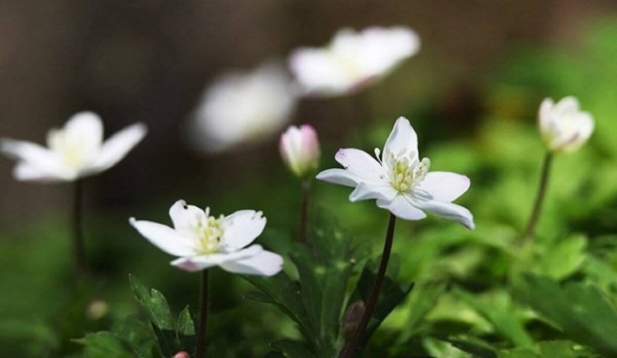 【ガーデニング】春に花が咲くオススメの山野草10種類！可憐で清楚な花がカワイイ