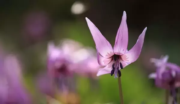 「【ガーデニング】春に花が咲くオススメの山野草10種類！可憐で清楚な花がカワイイ」の画像