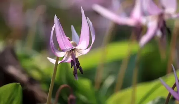 「【ガーデニング】春に花が咲くオススメの山野草10種類！可憐で清楚な花がカワイイ」の画像