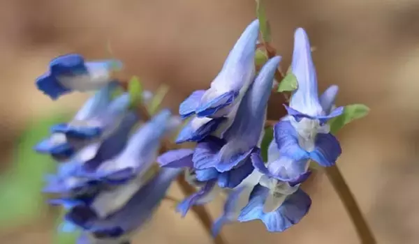 「【ガーデニング】春に花が咲くオススメの山野草10種類！可憐で清楚な花がカワイイ」の画像