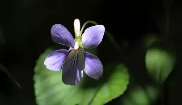 「【ガーデニング】春に花が咲くオススメの山野草10種類！可憐で清楚な花がカワイイ」の画像