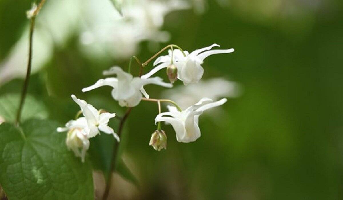 【ガーデニング】春に花が咲くオススメの山野草10種類！可憐で清楚な花がカワイイ