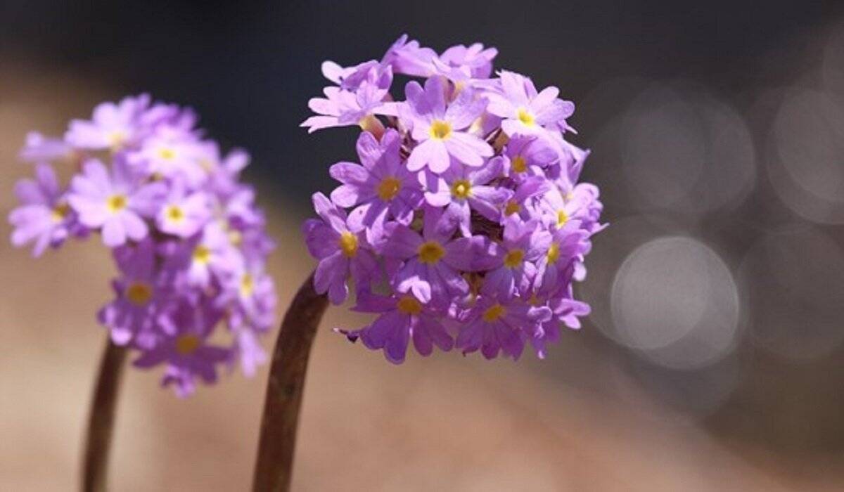 【ガーデニング】春に花が咲くオススメの山野草10種類！可憐で清楚な花がカワイイ