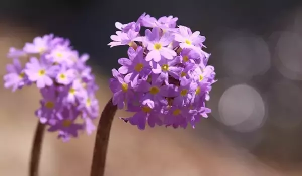 「【ガーデニング】春に花が咲くオススメの山野草10種類！可憐で清楚な花がカワイイ」の画像