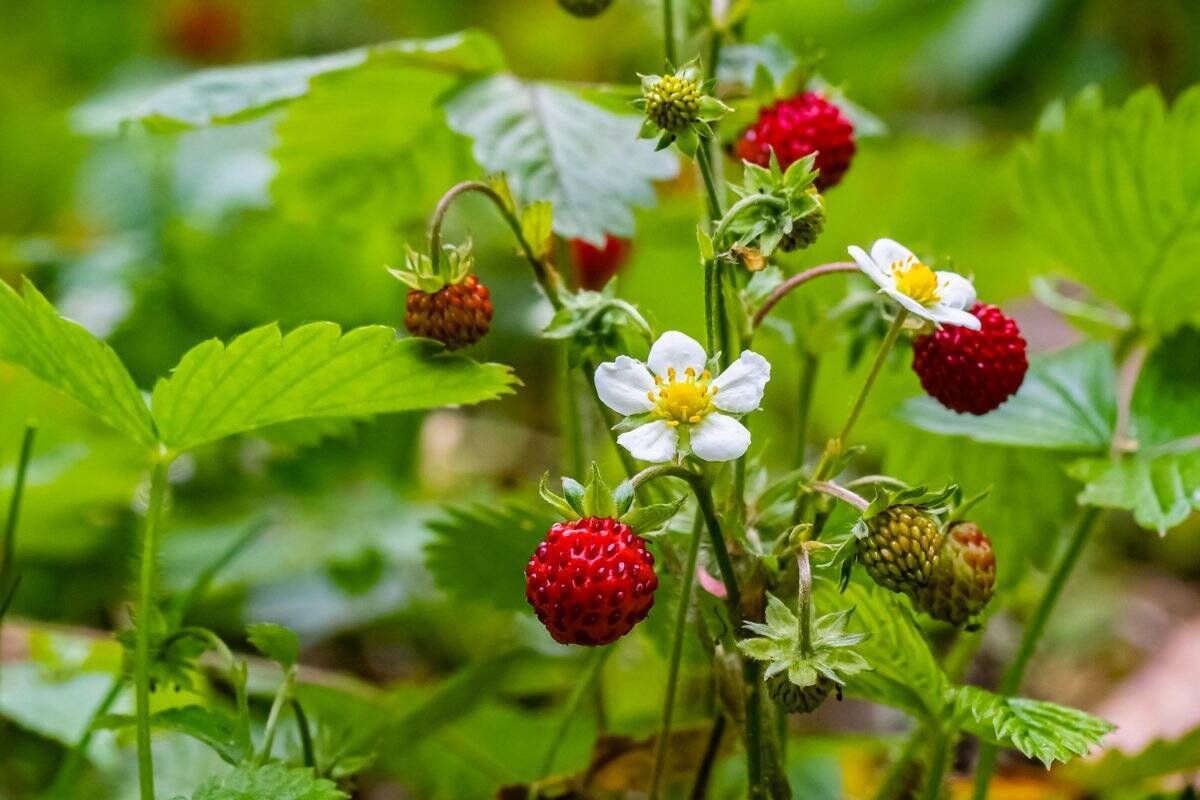 オシャレな庭や花壇になる 低木 多年草 オススメ10選 アクセントに一年草で手入れもラク 22年7月22日 エキサイトニュース 4 4