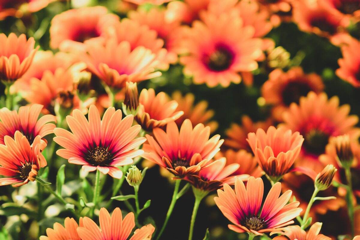 ガーデニング 庭や花壇をオシャレに 春の花オススメ10選 1種類だけ植えても華やかな雰囲気 22年3月26日 エキサイトニュース