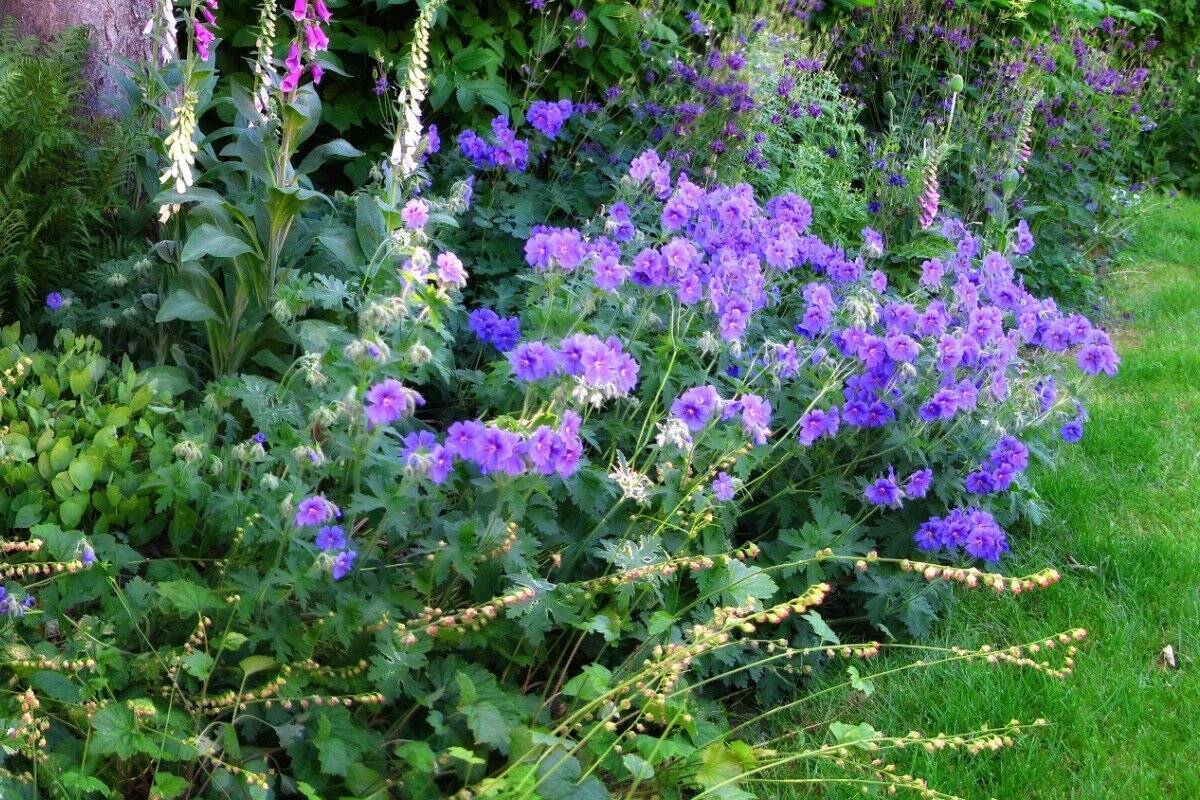 ガーデニング 大人っぽいブルー パープルの花が爽やか 庭がオシャレになる多年草 低木オススメ10選 22年5月4日 エキサイトニュース