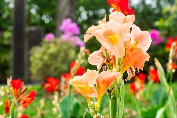 ガーデニング 野趣あふれる美しさ オススメの多年草6選 庭や花壇は徐々に夏バージョンへ 22年4月日 エキサイトニュース