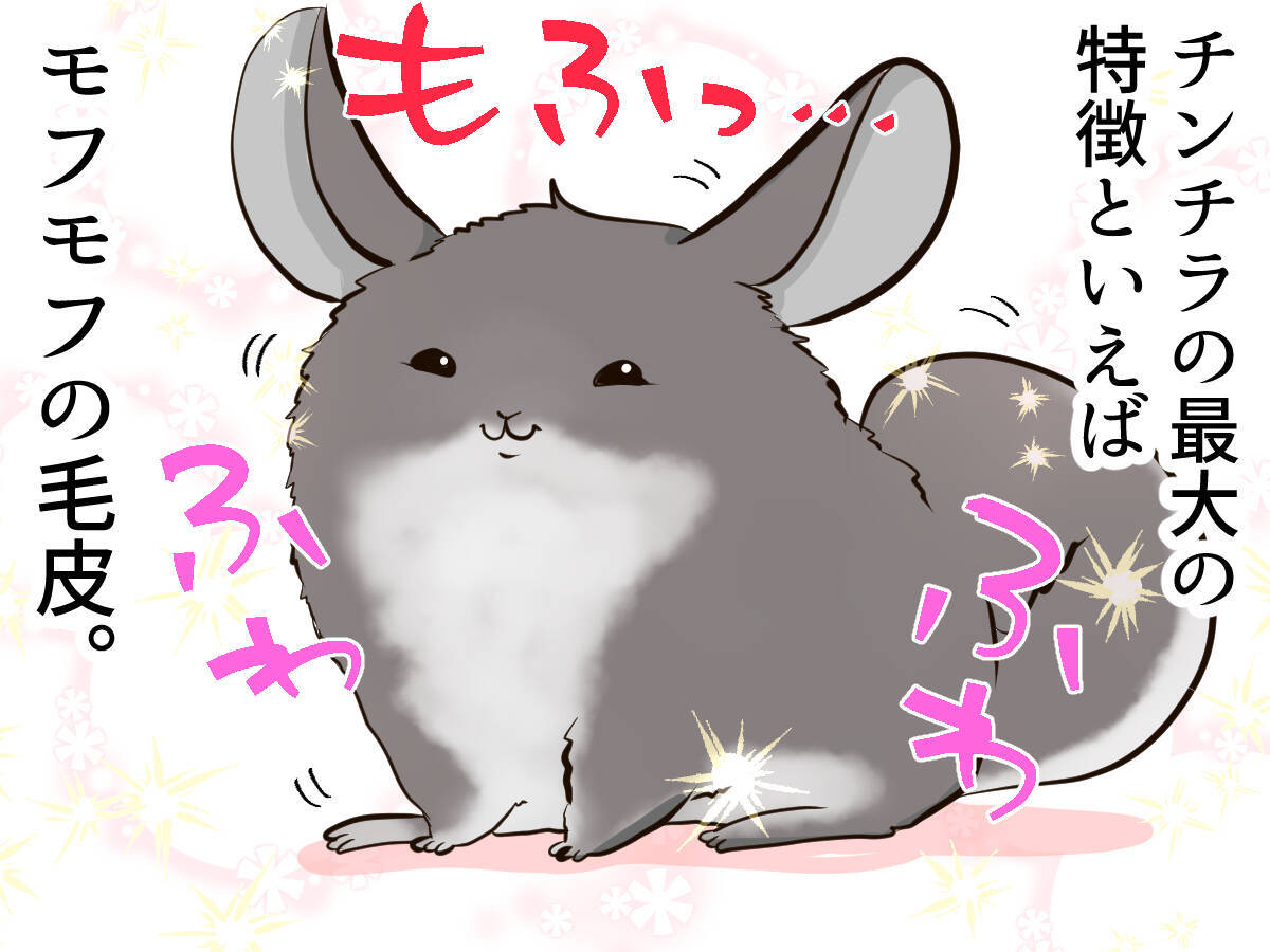 モフモフの毛皮がトレードマークの チンチラ についやってしまう飼い主さんの行動とは 19年5月21日 エキサイトニュース