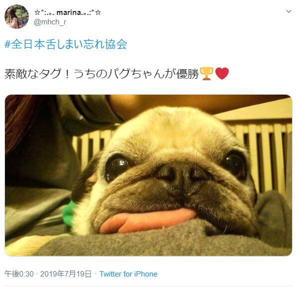 舌をしまい忘れた動物たちが悶絶級の可愛さ 全日本舌しまい忘れ協会 のみなさん 19年8月2日 エキサイトニュース