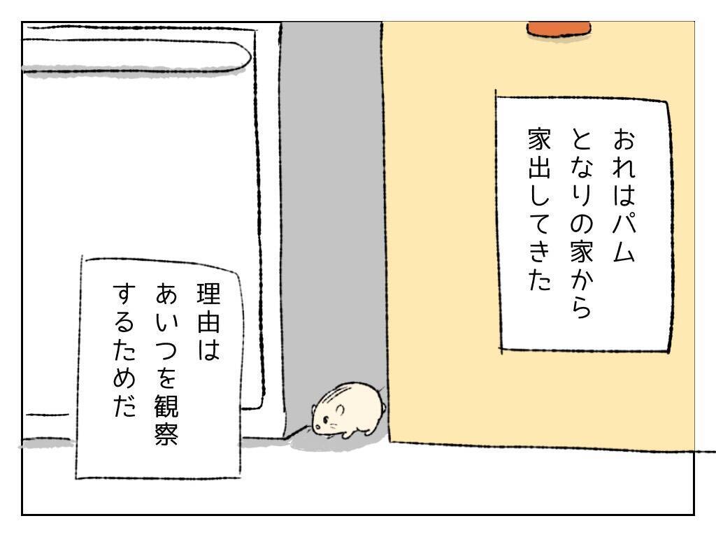 実は面倒見がいい モコモコ過ぎる猫 モコ が愛される理由 19年8月22日 エキサイトニュース