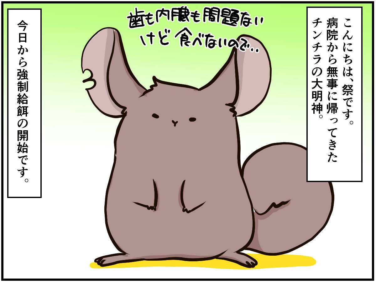 つきっきりの看病は動物でも大変なこと チンチラ多頭飼いの飼い主の苦悩とは 19年11月5日 エキサイトニュース