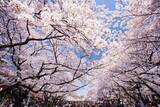 「コロナウイルスで今年は「花見そのもの」が迷惑行為に!?」の画像1