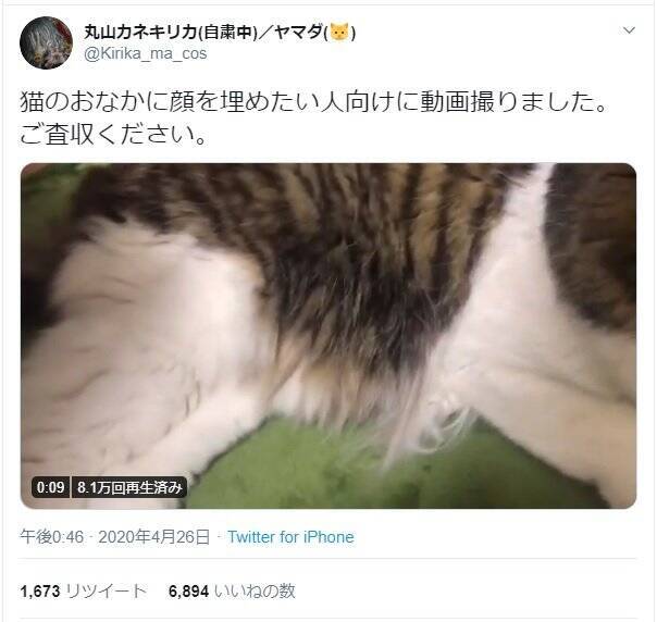 バーチャルで体験 猫のおなかに顔を埋めてモフモフ 年5月5日 エキサイトニュース