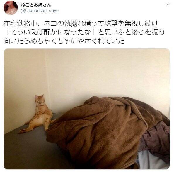 在宅勤務との戦いに敗れた猫さん やさぐれポーズが全力すぎた 年5月15日 エキサイトニュース