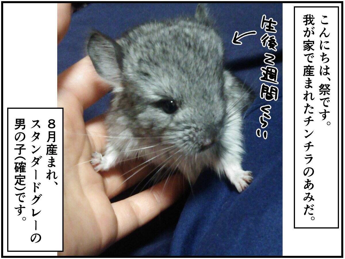 家で生まれたチンチラベビー やっぱり親子 と思うのは チンチライフ69話 年10月6日 エキサイトニュース 家で生まれたチンチラベビー やっぱり親子 と思うのは チンチライフ69話 年10月6日 エキサイトニュース