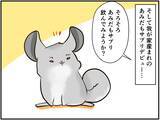 「チンチラベビーが動物サプリメントデビュー‼ 初めての香りに驚いて…⁈【チンチライフ73話】」の画像5