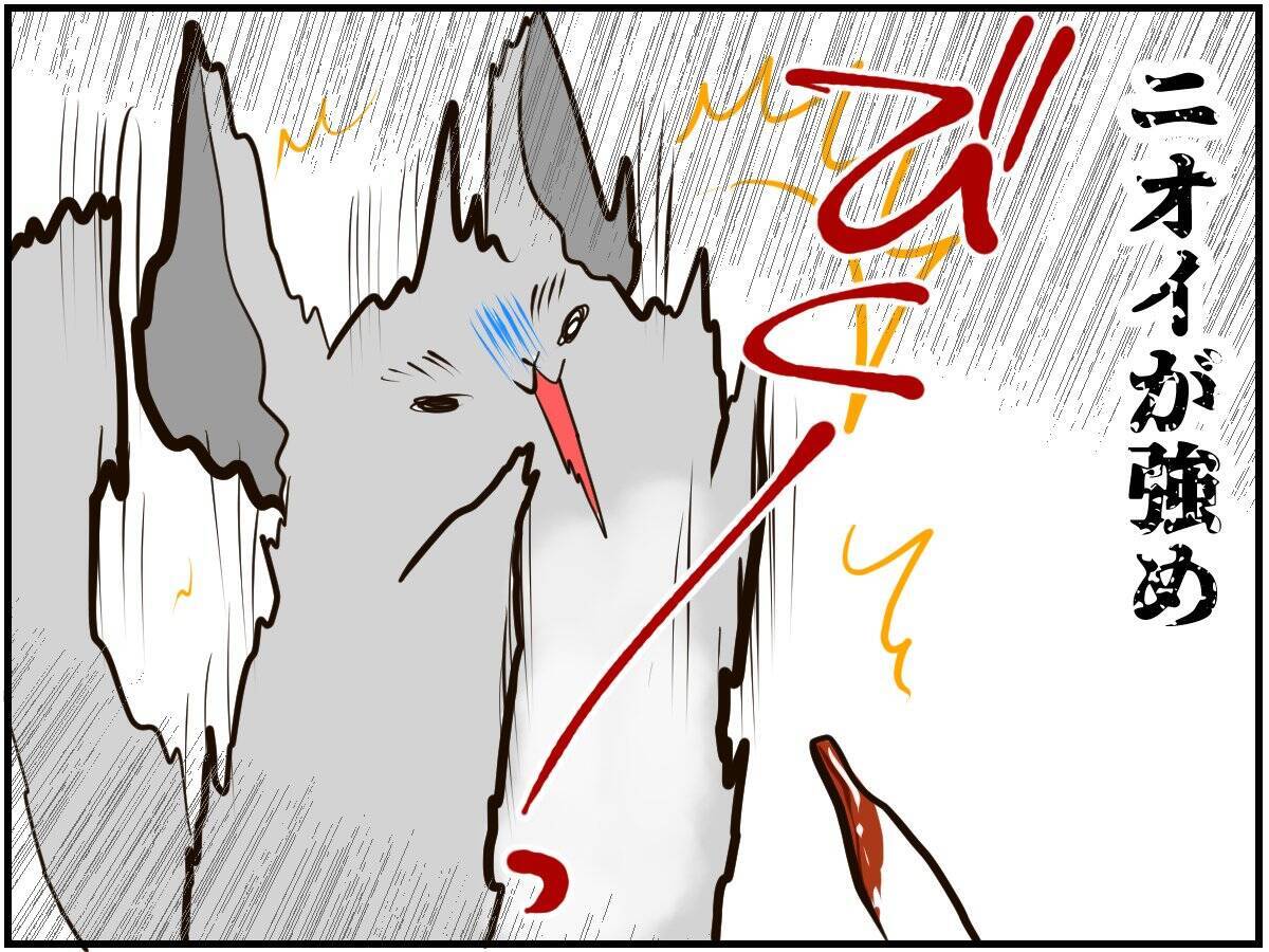 チンチラベビーが動物サプリメントデビュー‼ 初めての香りに驚いて…⁈【チンチライフ73話】