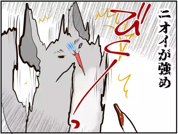 「チンチラベビーが動物サプリメントデビュー‼ 初めての香りに驚いて…⁈【チンチライフ73話】」の画像