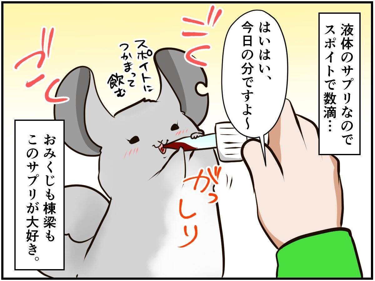 チンチラベビーが動物サプリメントデビュー‼ 初めての香りに驚いて…⁈【チンチライフ73話】