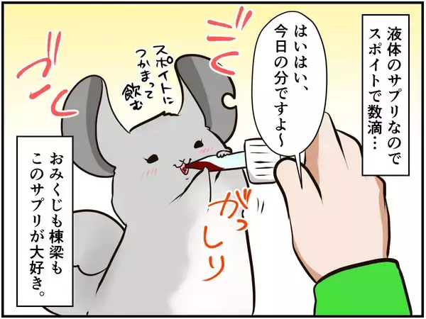 「チンチラベビーが動物サプリメントデビュー‼ 初めての香りに驚いて…⁈【チンチライフ73話】」の画像