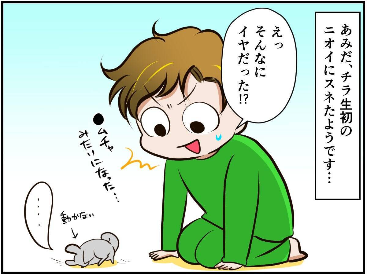 チンチラベビーが動物サプリメントデビュー‼ 初めての香りに驚いて…⁈【チンチライフ73話】