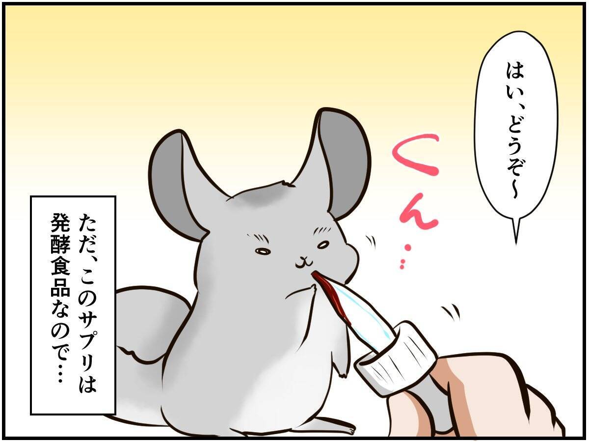 チンチラベビーが動物サプリメントデビュー‼ 初めての香りに驚いて…⁈【チンチライフ73話】