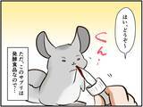 「チンチラベビーが動物サプリメントデビュー‼ 初めての香りに驚いて…⁈【チンチライフ73話】」の画像6