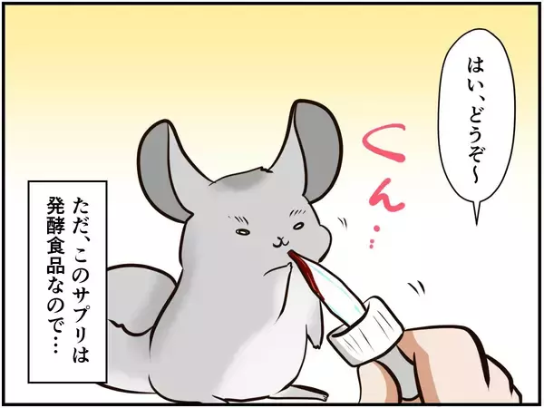 「チンチラベビーが動物サプリメントデビュー‼ 初めての香りに驚いて…⁈【チンチライフ73話】」の画像