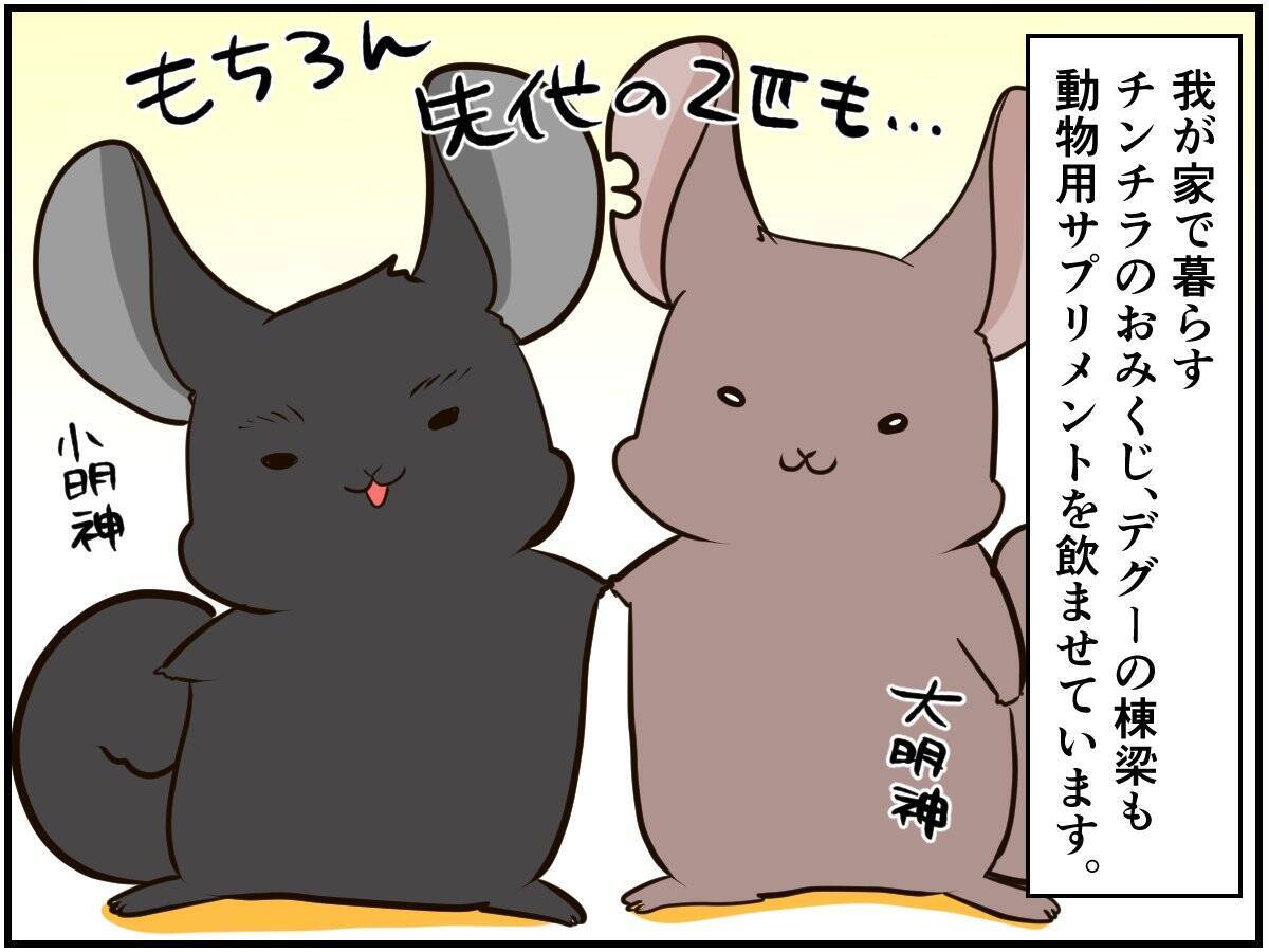 チンチラベビーが動物サプリメントデビュー‼ 初めての香りに驚いて…⁈【チンチライフ73話】