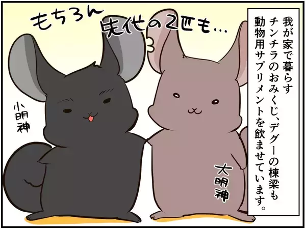 「チンチラベビーが動物サプリメントデビュー‼ 初めての香りに驚いて…⁈【チンチライフ73話】」の画像