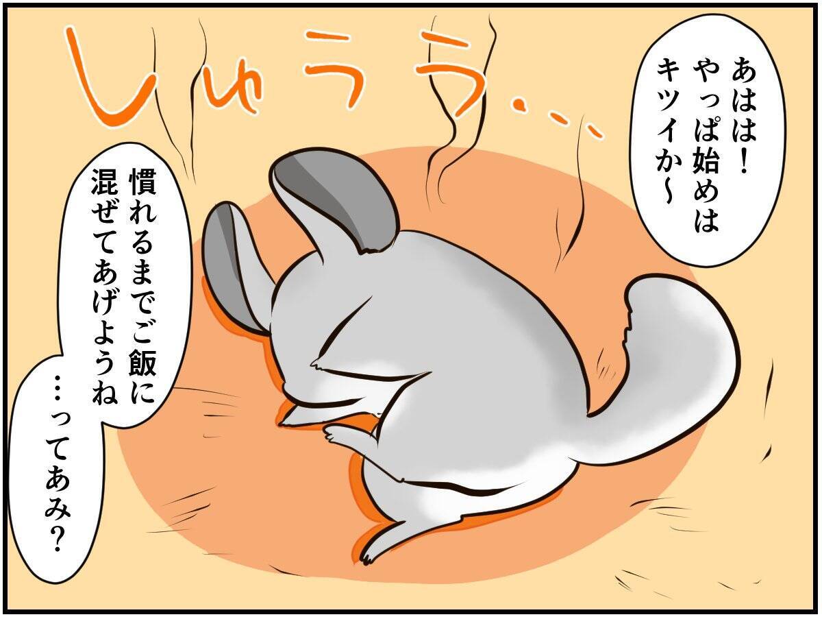 チンチラベビーが動物サプリメントデビュー‼ 初めての香りに驚いて…⁈【チンチライフ73話】