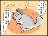「チンチラベビーが動物サプリメントデビュー‼ 初めての香りに驚いて…⁈【チンチライフ73話】」の画像8