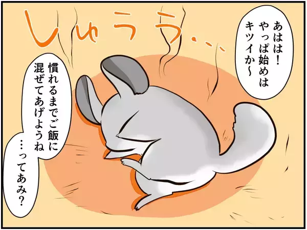 「チンチラベビーが動物サプリメントデビュー‼ 初めての香りに驚いて…⁈【チンチライフ73話】」の画像
