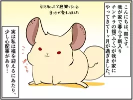 捨てられていた 保護チンチラ とのくらしは驚きの連続 チンチライフ84話 21年2月4日 エキサイトニュース 2 3