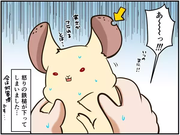 「しつこい男に怒りの鉄槌！人間関係ならぬ「チンチラ関係」もなかなかに難しい⁈【チンチライフ96話】」の画像