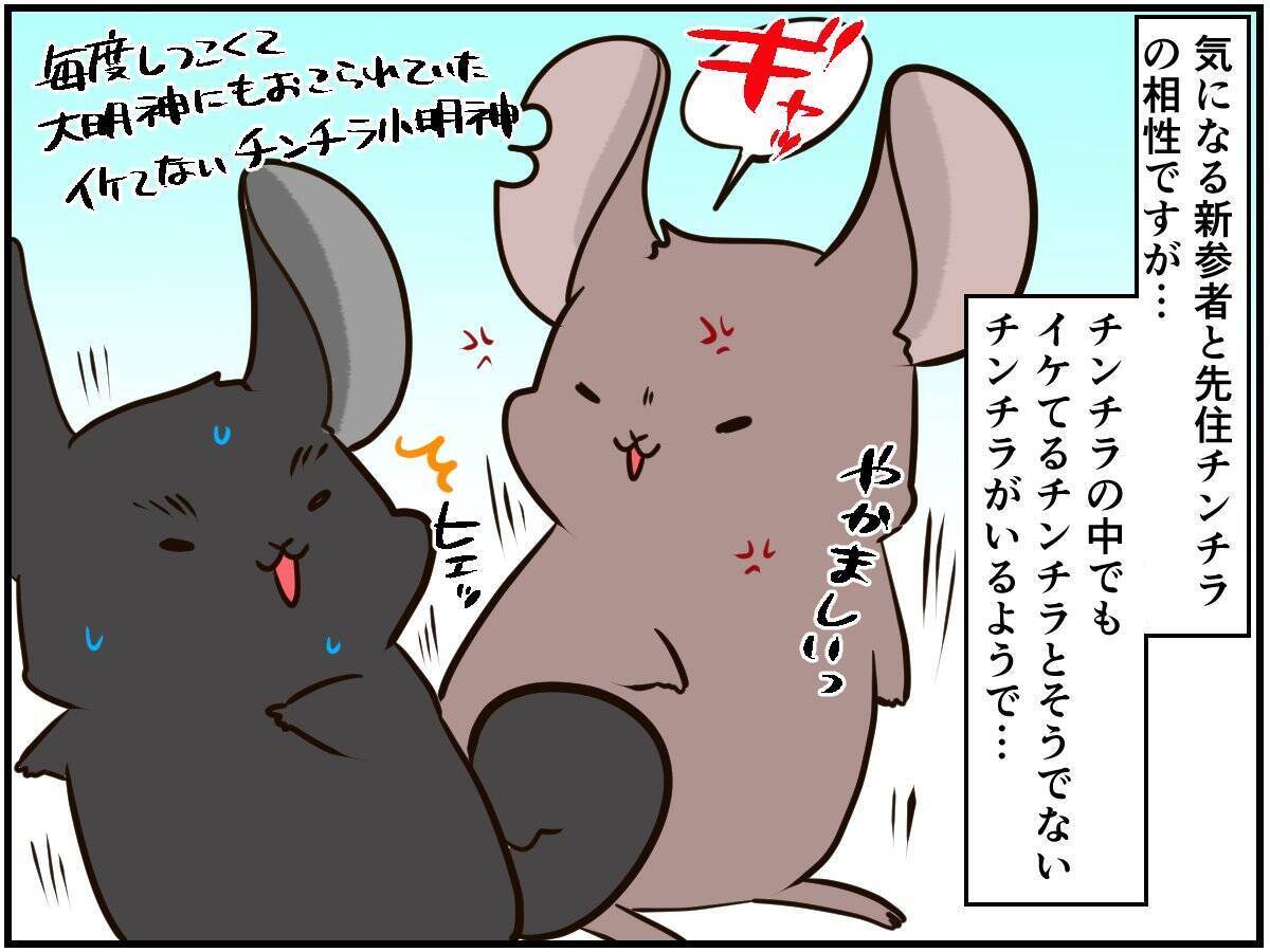 しつこい男に怒りの鉄槌！人間関係ならぬ「チンチラ関係」もなかなかに難しい⁈【チンチライフ96話】